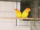 Love Bird 3 pair