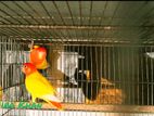 Love bird 3 pair ( লাভ বার্ড তিন জোড়া)