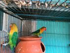 Love Bird Adult (1year+) And Baby (20days)