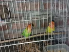 Love Bird Adult
