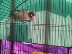 Love Bird Adult