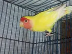 Love Bird Adult Male