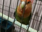 Love Bird Adult Male