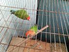 Love Bird for sell
