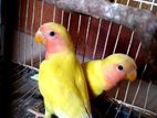 love bird (adult pair)