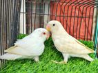 love bird Albino