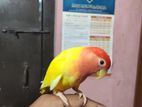 Love bird & bajrigar