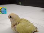 Love bird and budgerigar