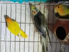 Love Bird and Cockatiel
