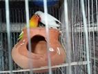 Love Bird & Cocktail
