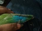 Love Bird বাচ্চাসহ বিক্রি হবে!