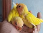 Love Bird Babies