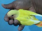 Love Bird Baby