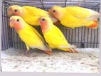 Love Bird Baby for sale