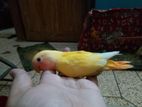 Love bird baby