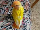 Love bird baby