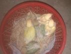 Love bird baby for sell