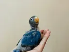 Love Bird Baby