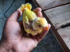 love bird baby( lutino orange Head)
