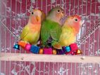 Love Bird Baby (Semi Adult)