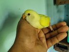 Love bird baby(cremeno)