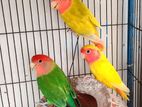 love bird breading pair and single male.