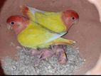 love bird breading pair