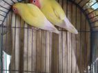 Love bird Breading pair