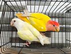 Love bird Breading pair With 3 Baby