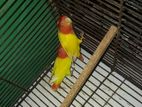 Love Bird Breeding Pair + 1 Ta Baby Shoho