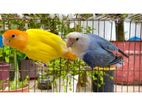 Love bird breeding pair (DNA)