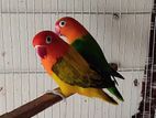 Love Bird Breeding Pair (Double Factor)