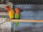 Love Bird Breeding Pair