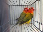 Love Bird Breeding Pair