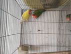 Love bird breeding pair