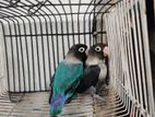 love bird breeding pair