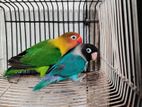 Love bird breeding pair