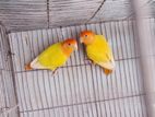 Love bird breeding pair