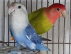 Love bird breeding pair