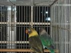 Love bird breeding pair