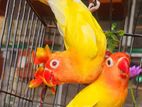 Love Bird breeding pair