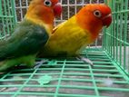 Love Bird Breeding Pair