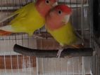 Love bird Breeding Pair