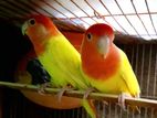 Love Bird Breeding Pair