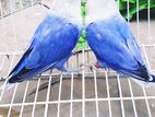 Love Bird Breeding Pair