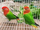 Love Bird Breeding Pair