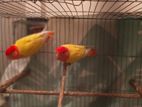 love bird breeding pair