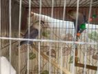 Love Bird Breeding Pair up For Sale