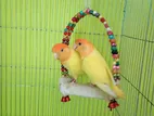 Love Bird Breeding Pair up for Sale