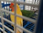 Love bird breeding pair